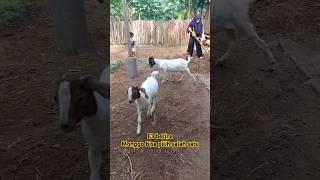 F3 di petani ygberpuisi #boergoat