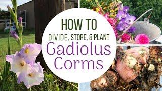 How To Plant Divide and Store Gladiolus Bulbs  Corms