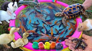 Tangkap ikan lele besar kura-kura besar ikan cupang ikan hias ikan mas ikan koi bebek.part748