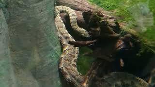 Tentacle Snake Turns Its Head Back Around