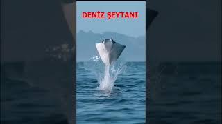 Deniz Şeytanı Su Altı Yaratığı Hakkında İlginç Bilgiler   #belgesel