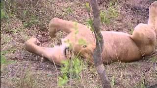 PM Drive - Nkuhuma Pride of Lions - Nov 14 2014