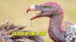 Vultures In Action. Why Vultures Eat Carrion Without Getting Poisoned ?