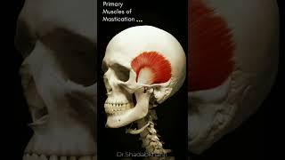 This is how muscles for Mastication works Primary Muscles of Mastication #anatomy #3d