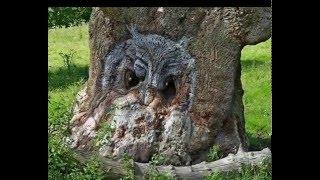 Чудо природы Дерево  Wonder of Nature Wood