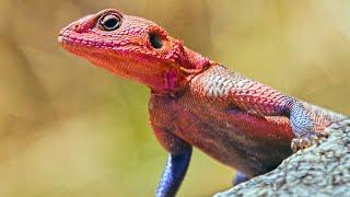 African Redhead Agama Rainbow Lizard