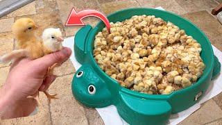 SAVING THOUSANDS OF BABY CHICKS FROM BEING SLAUGHTERED 