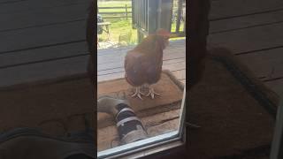 My rooster Big Red wants inside #chickens #rooster #coffeebreak