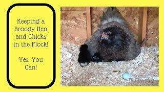 Keeping a Broody Hen and Chicks in the Flock - Yes You Can