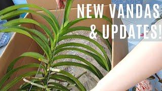 Unboxing New Vandas Equipment + Quick Vanda Updates - Thoughts on Semi-Hydro with Vanda Orchids