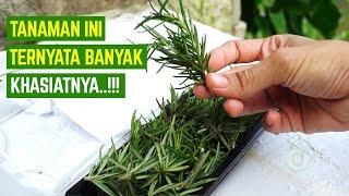 INILAH 7 MANFAAT ROSEMARY UNTUK KESEHATAN