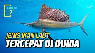 INILAH 5 JENIS IKAN LAUT TERCEPAT DI DUNIA  AKUATIK7