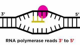 Transcription and Translation From DNA to Protein