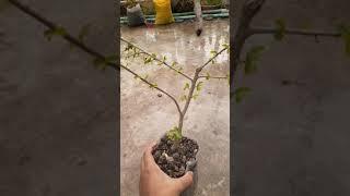 Streblus asper bonsai material   13 January 2021