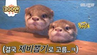 BABY Otters Are DEM Cute I Cant Choose Just One For A Thumbnail..