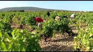 Bodega Ribas Mallorca Winemaking process