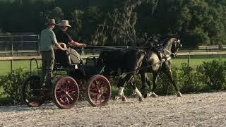 KWPN Dutch Harness Horse Pair