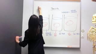 Tonicity Hypertonic Hypotonic and Isotonic Solutions