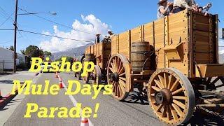 Borax Wagons First Complete Appearance at 50th Anniversary of Bishop Mule Days