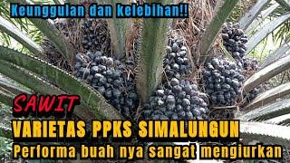 REVIEW SAWIT UNGGUL VARIAETAS PPKS SIMALUNGUN BUAHNYA SANGAT MENGIURKAN