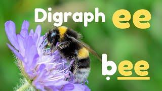 Digraph ee  Phonics Lesson  Learn to Read with Phonics