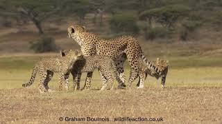 Cheetah and her three adorable cubs