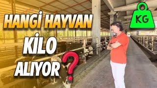 HANGİ HAYVAN İYİ KİLO ALIYOR  2000 BAŞ BESİ IZGARALI