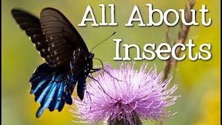 All About Insects for Children Bees Butterflies Ladybugs Ants and Flies for Kids - FreeSchool