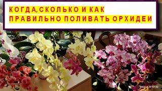 WATER ORCHIDS CORRECTLY HOW WHEN and HOW MUCH? HOW TO LEARN TO WATER ORCHIDS? WATERING ORCHIDS.