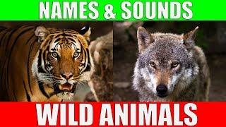 Wild Animals Names and Sounds for Kids to Learn  Learning Wild Animal Names and Sounds for Children