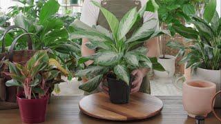 How to Grow & Care for Chinese Evergreen Aglaonema Indoors