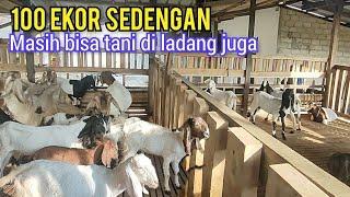 Model Ternak Kambing Yang Bisa Nyambi Tani Di Ladang Walau Jumlahnya Ratusan