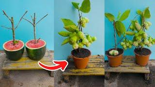 Grafting Watermelon fruit with Macopa gets the most Macop fruit HOW TO GROW Macopa TREE IN POT