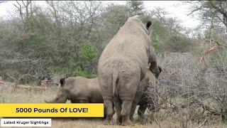 Rhinos Madly in Love  Kruger Sightings  Amazing Animal Videos