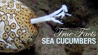 True Facts Sea Cucumbers