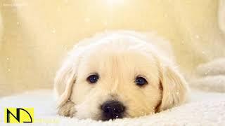 10 Hours Relaxing Sleep Music  Dog Sleep Music  Stress Relief Music Calming Sleep Music