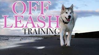 Teach Your Husky To Be Off-Leash Forever 3 Easy Steps