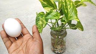 Best natural fertilizer for any water plants  Homemade free fertilizer