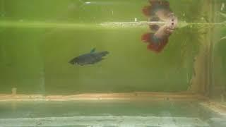 Detik2 Ikan Cupang Kawin - Beta Fish Mating