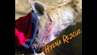 Hyena Rescue  Snare Victim  Wildlife Conservation Anti-Poaching