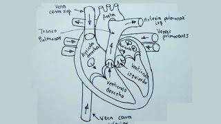 Dibujos del cuerpo humano 58 - Cómo dibujar el corazón humano - hearth
