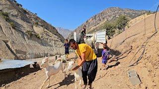 Buying a goat for the farm.  When the goats were brought Nargis and the children were happy 