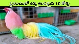 most beautiful chicken breeds in the world  facts in telugu  interesting facts in telugu  hens