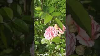 Как выглядят черенкованные розы Алабастер Чипендейл и Summer Ledy.