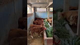 Pedetan Sapi Super Riza Andi Farm Gratis Ongkir seJawa #shorts #cowvideos #pedetsuper