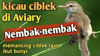 Tembakan ciblek gacor di aviary  buat pancingan