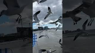 Flock of Seagulls Appear Out of Nowhere When Woman Opens Packet of Chips - 1451503