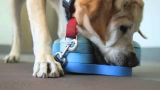 Bonding With Your Labrador Retriever  Dog Behavior & Health