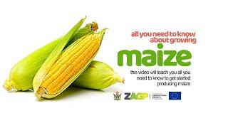 How to grow Maize  Green Mealies  Mr Ben Mthembo