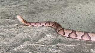 Copperhead Snake Strike is Incredibly Fast   Striking  Slow Motion 12 Times